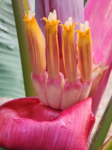 Lg. Royal Purple Banana Tree (musa ornata) - Image 9