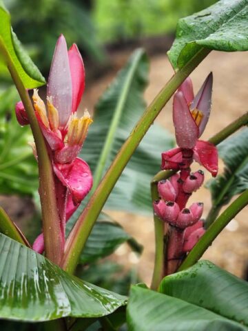Lg. Pink Teddy Bear Banana Tree (musa velutina) - Image 3