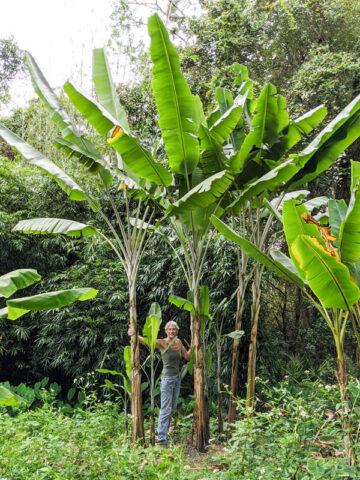 tropical banana trees