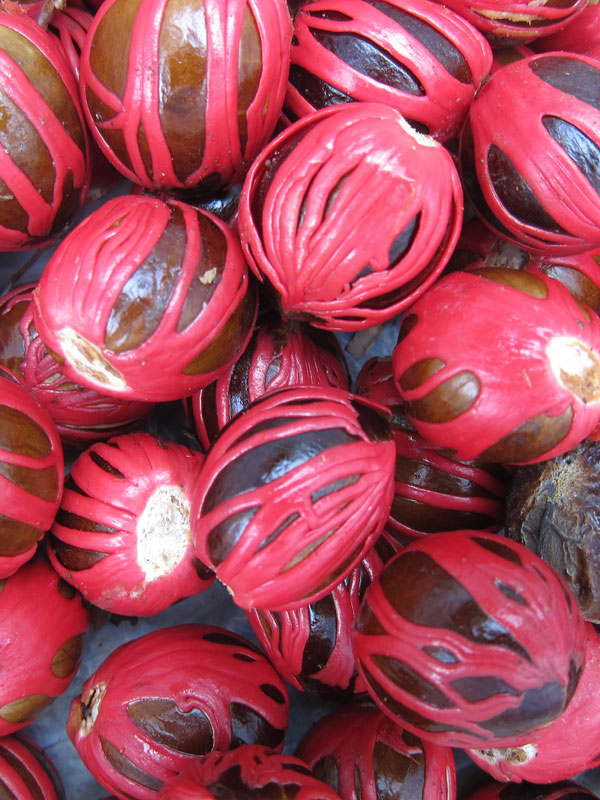 True Nutmeg Tree (myristica fragrans) – Tropicals