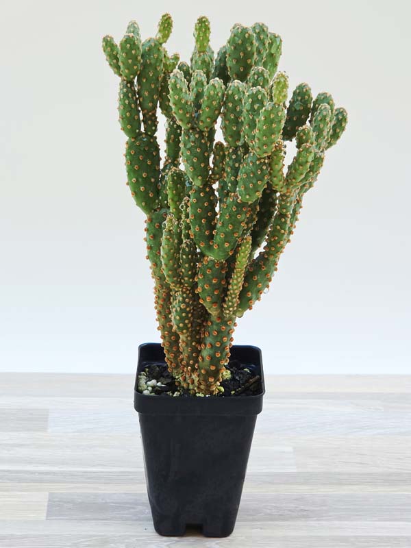 Purple Cinnamon Pad Cactus Plant (opuntia baby)