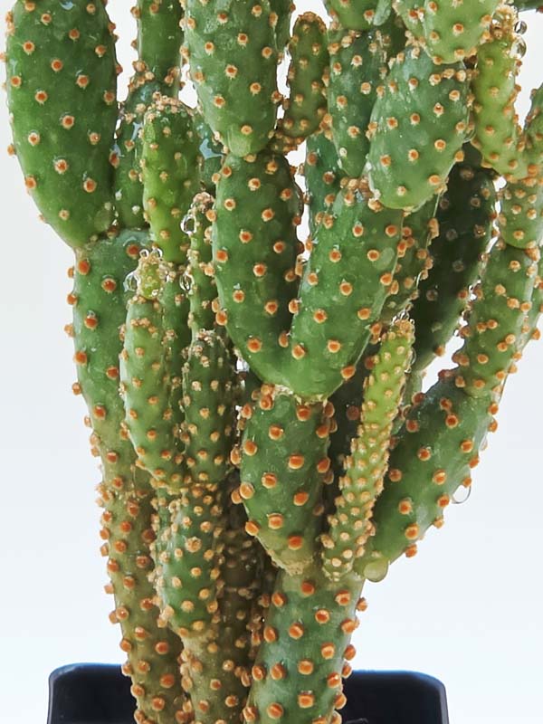 Purple Cinnamon Pad Cactus Plant (opuntia baby) - Image 2