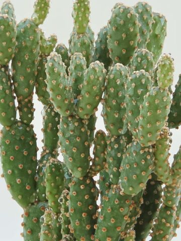 Purple Cinnamon Pad Cactus Plant (opuntia baby) - Image 3