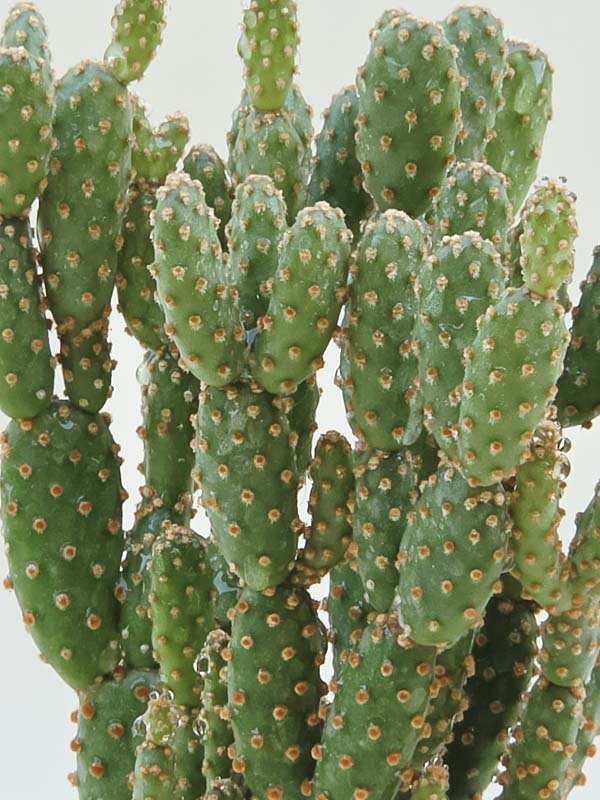 Purple Cinnamon Pad Cactus Plant (opuntia baby) - Image 3