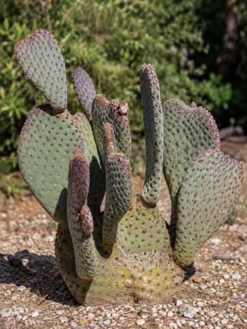 Alternative view of Giant Beaver Tail Pad Cactus Plant (opuntia basilaris)