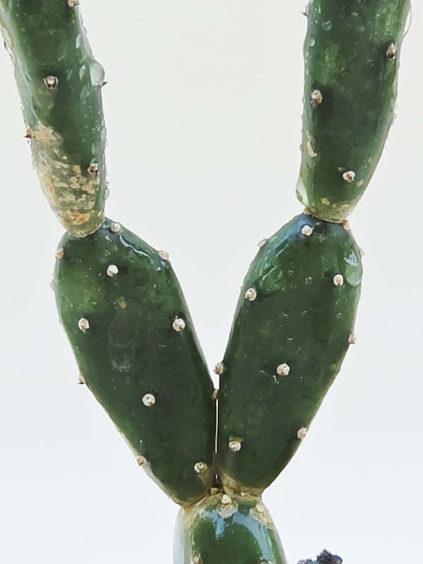 Popular Petite Prickly Pear Pad Cactus Plant (opuntia canterae) - Image 2