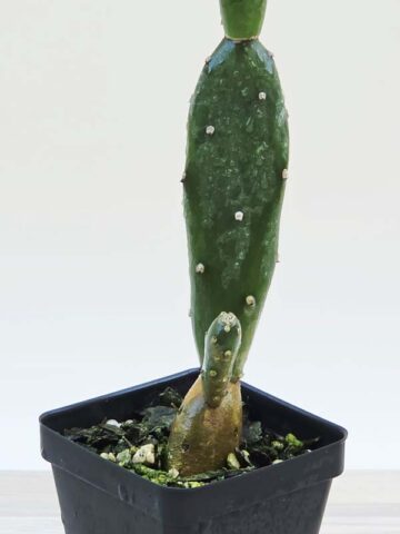 Popular Petite Prickly Pear Pad Cactus Plant (opuntia canterae) - Image 3