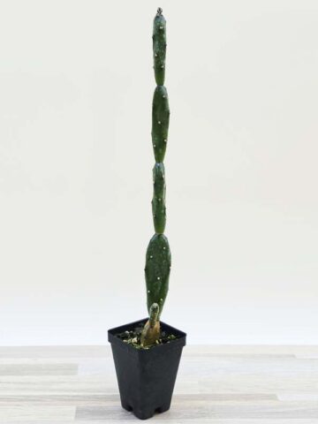 Popular Petite Prickly Pear Pad Cactus Plant (opuntia canterae) - Image 4