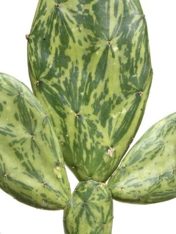 Tricolor Prickly Pear Pad Cactus Plant (opuntia ochenillifera)