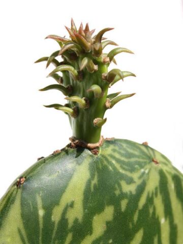 Alternative view of Tricolor Prickly Pear Pad Cactus Plant (opuntia ochenillifera)