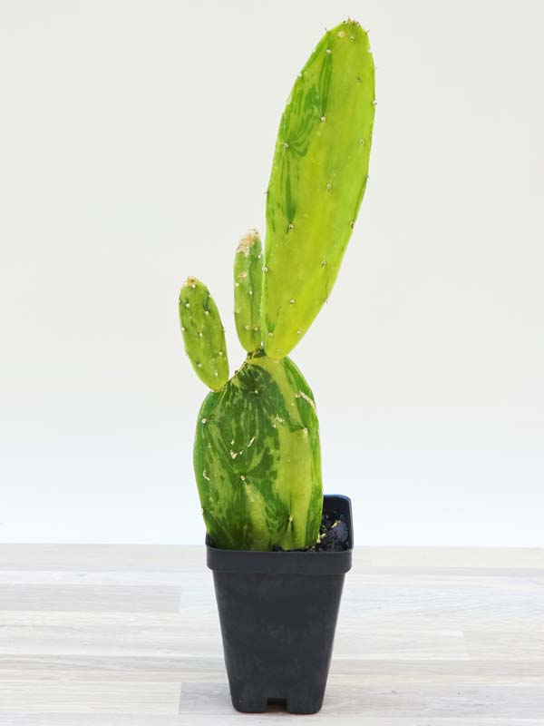 Tricolor Prickly Pear Pad Cactus Plant (opuntia ochenillifera) - Image 3