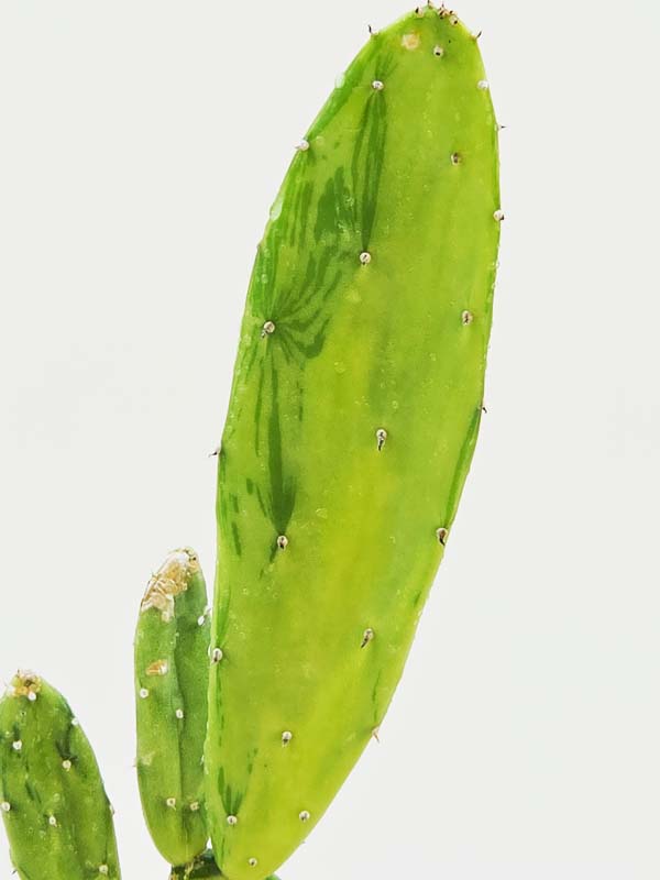Tricolor Prickly Pear Pad Cactus Plant (opuntia ochenillifera) - Image 5