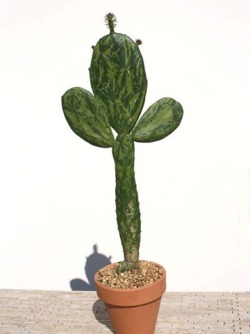 Tricolor Prickly Pear Pad Cactus Plant (opuntia ochenillifera) - Image 4