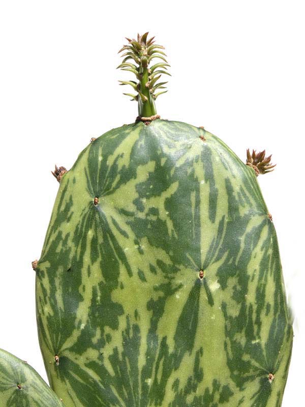 Tricolor Prickly Pear Pad Cactus Plant (opuntia ochenillifera) - Image 6
