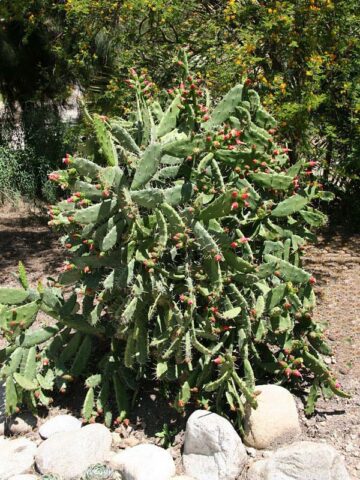 Lg. Thornless Slim Jim Pad Cactus Plant (opuntia cochenillifera)