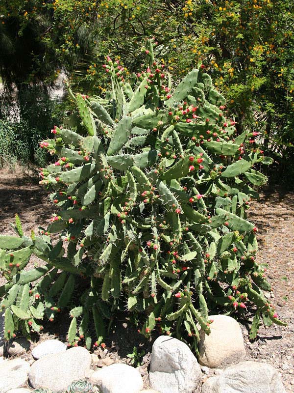 Lg. Thornless Slim Jim Pad Cactus Plant (opuntia cochenillifera)