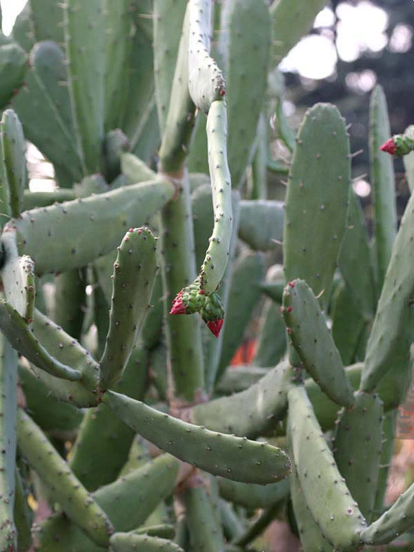Lg. Thornless Slim Jim Pad Cactus Plant (opuntia cochenillifera) - Image 2