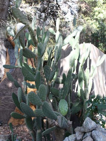 Lg. Thornless Slim Jim Pad Cactus Plant (opuntia cochenillifera) - Image 10