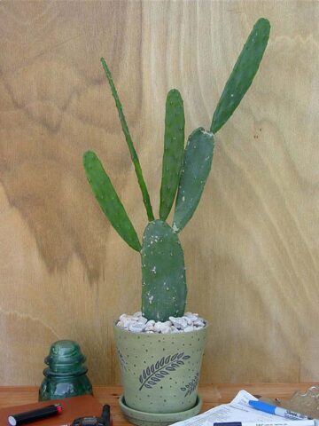 Lg. Thornless Slim Jim Pad Cactus Plant (opuntia cochenillifera) - Image 9