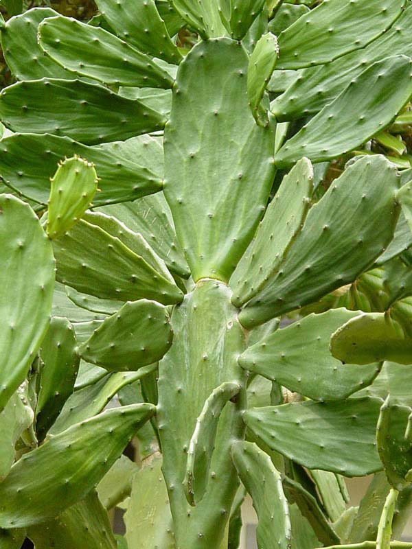 Lg. Thornless Slim Jim Pad Cactus Plant (opuntia cochenillifera) - Image 6