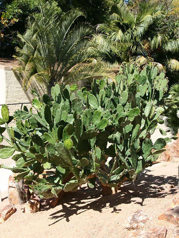 Lg. Thornless Slim Jim Pad Cactus Plant (opuntia cochenillifera) - Image 12