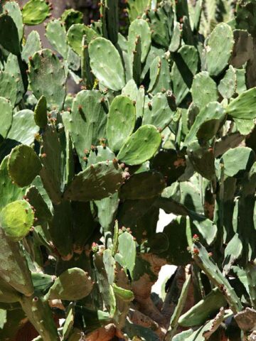 Lg. Thornless Slim Jim Pad Cactus Plant (opuntia cochenillifera) - Image 8