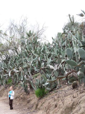 Alternative view of Lg. Heavy Producer Indian Fig Pad Cactus Plant (opuntia ficus indica)