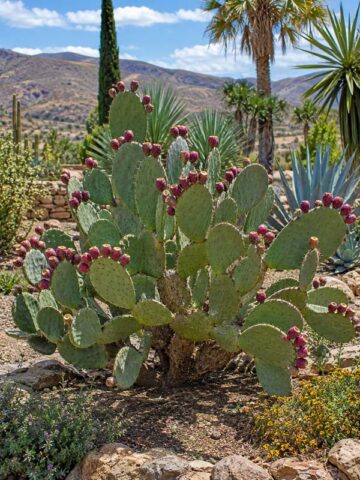 Lg. Heavy Producer Indian Fig Pad Cactus Plant (opuntia ficus indica)
