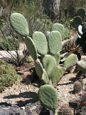 Lg. Heavy Producer Indian Fig Pad Cactus Plant (opuntia ficus indica) - Image 3
