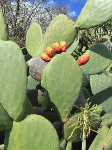 Lg. Heavy Producer Indian Fig Pad Cactus Plant (opuntia ficus indica) - Image 4