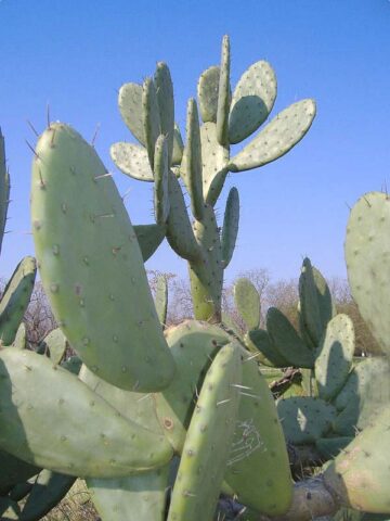 Lg. Rare Elongated Form Indian Fig Pad Cactus Plant (opuntia ficus indica) - Image 4