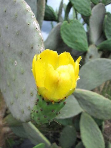 Lg. Rare Elongated Form Indian Fig Pad Cactus Plant (opuntia ficus indica) - Image 3
