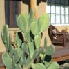 Lg. Rare Elongated Form Indian Fig Pad Cactus Plant (opuntia ficus indica)