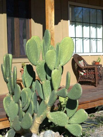 Lg. Rare Elongated Form Indian Fig Pad Cactus Plant (opuntia ficus indica)