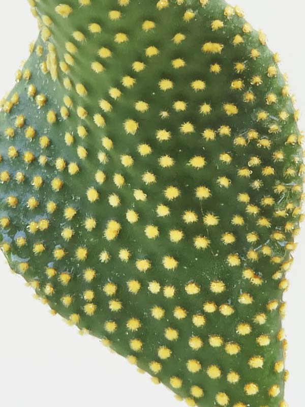 Lg. Beautiful Golden Swirl Pad Cactus Plant (opuntia microdasys monstrose) - Image 2