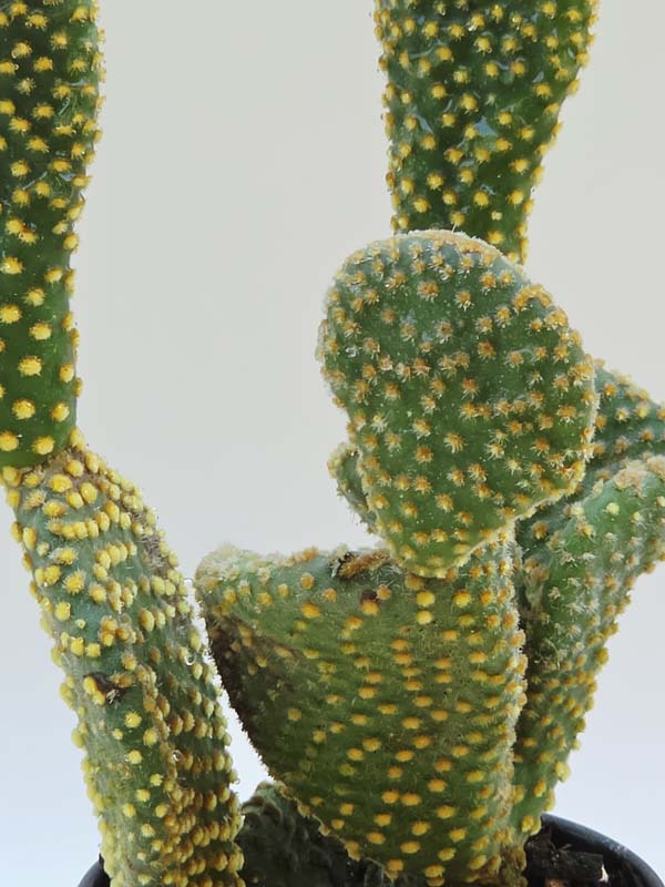 Lg. Beautiful Golden Swirl Pad Cactus Plant (opuntia microdasys monstrose) - Image 3