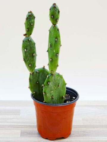 Alternative view of Lg. Wicked Wild West Pad Cactus Plant (opuntia quimilo sp)