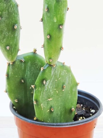 Lg. Wicked Wild West Pad Cactus Plant (opuntia quimilo sp)