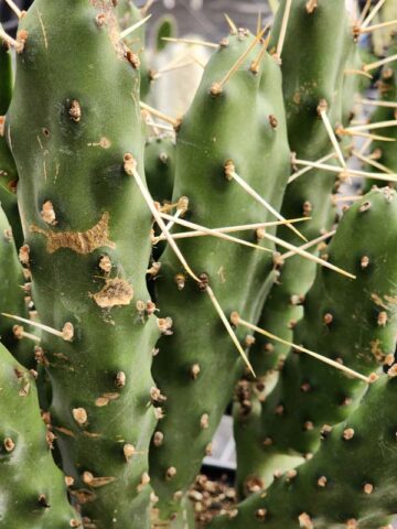 Alternative view of Lg. Wicked Wild West Pad Cactus Plant (opuntia quimilo sp)