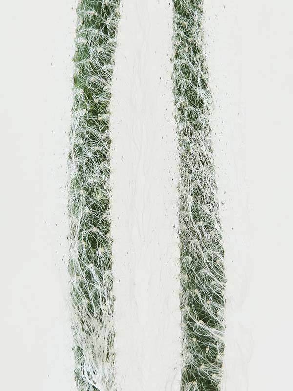 Sasquatch Prickly Pear Snow Cactus Plant (opuntia polyacantha snow) - Image 5