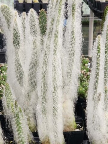 Sasquatch Prickly Pear Snow Cactus Plant (opuntia polyacantha snow)