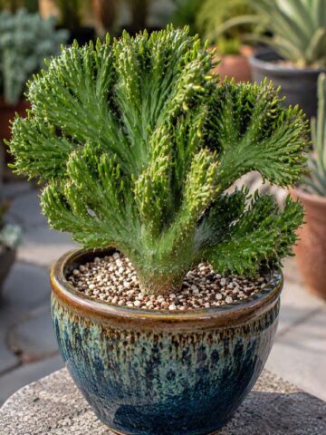 Fast Growing Crested Sea Anemone Cactus Plant (opuntia subulata)