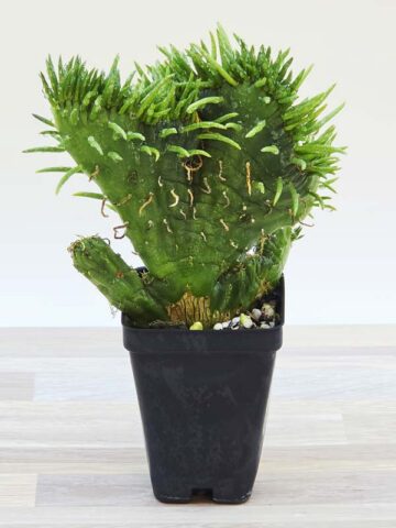 Alternative view of Fast Growing Crested Sea Anemone Cactus Plant (opuntia subulata)