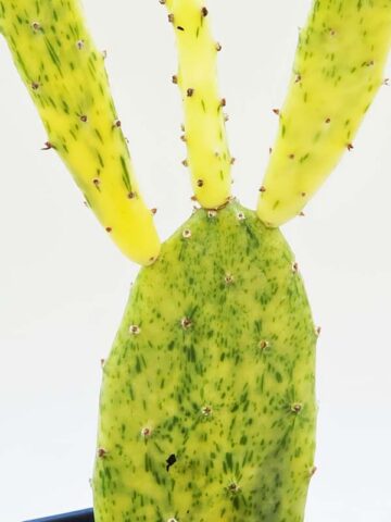 Sunburst Prickly Pear Cactus Plant (opuntia cochenillifera variegata)