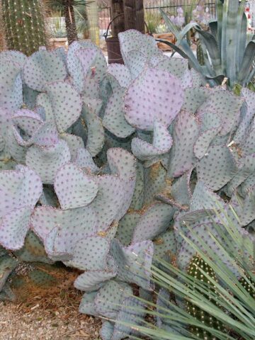 Lg. Beautiful Deep Purple Prickly Pear Short Spine Cactus Plant (opuntia violacea santa rita)