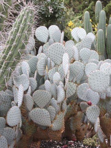 Beautiful Deep Purple Prickly Pear Short Spine Cactus Plant (opuntia violacea santa rita)