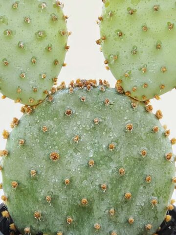 Alternative view of Lg. Beautiful Deep Purple Prickly Pear Short Spine Cactus Plant (opuntia violacea santa rita)