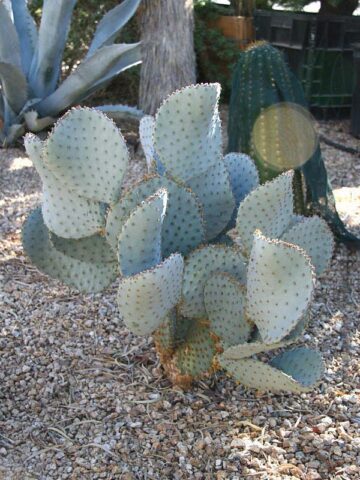Lg. Beautiful Deep Purple Prickly Pear Short Spine Cactus Plant (opuntia violacea santa rita) - Image 3