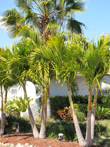 Multi-Plant Pot, Christmas Palm Tree (adonidia merrillii) – Urban Tropicals
