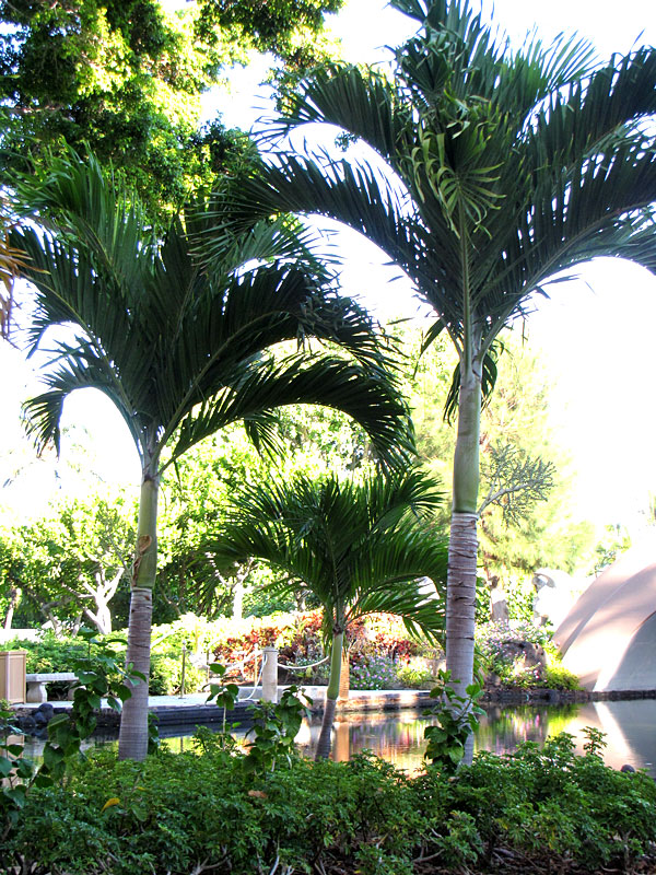 Multi-Plant Pot, Christmas Palm Tree (adonidia merrillii) – Urban Tropicals